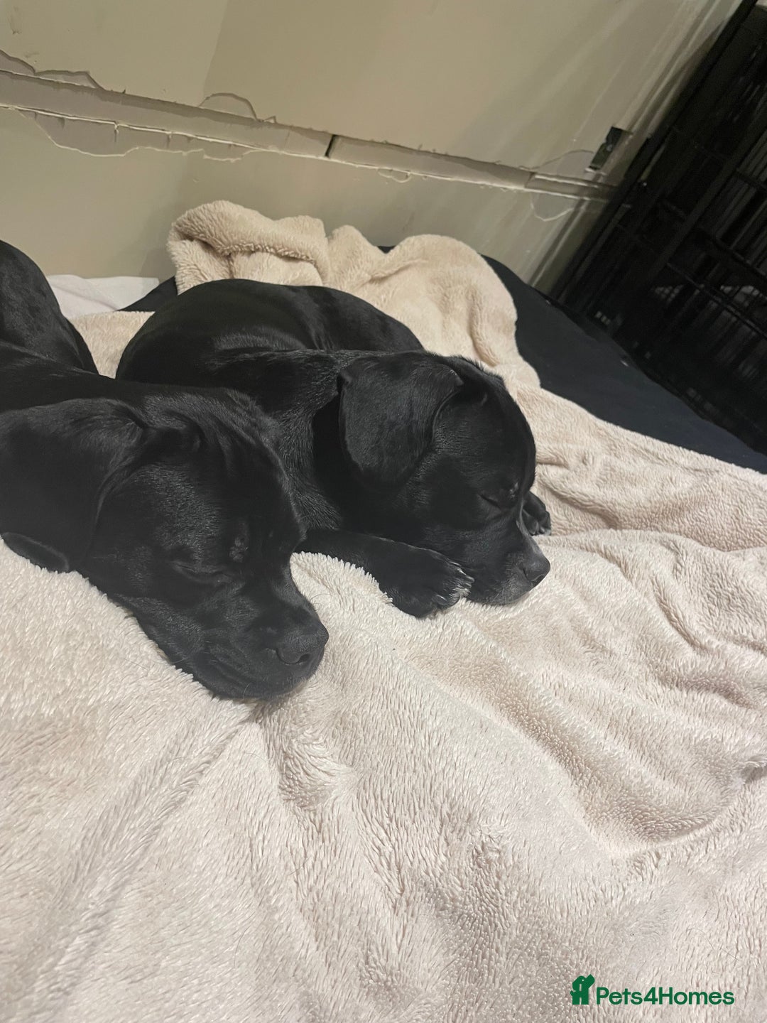 Mixed Breed dogs for sale: Ronnie and Reggie  - Advert 4