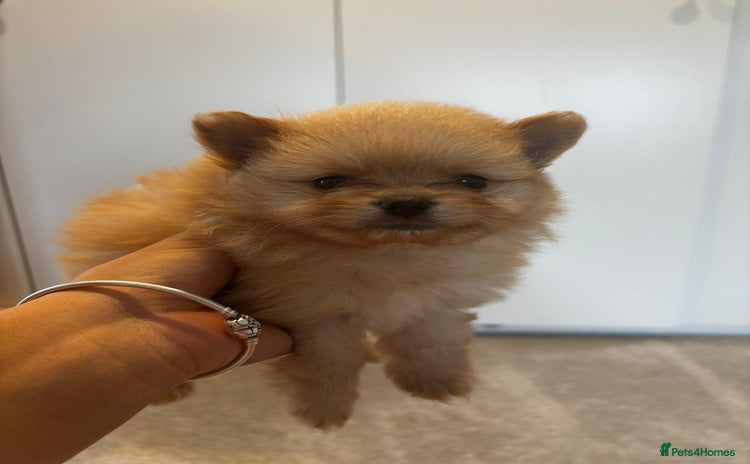 Pomeranian dogs - Advert 10