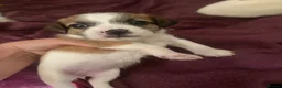 Mixed Breed dogs for sale: Teddy bear dog x Jack Russell - Advert 25