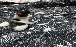 Mixed Breed cats for sale: Beautiful kittens - Image 7