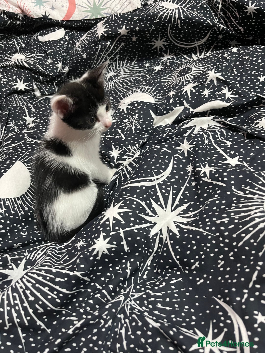Mixed Breed cats for sale: Beautiful kittens - Image 7