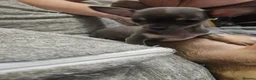 Chihuahua dogs for sale: Tiny stunning chihuahua puppies - Advert 2
