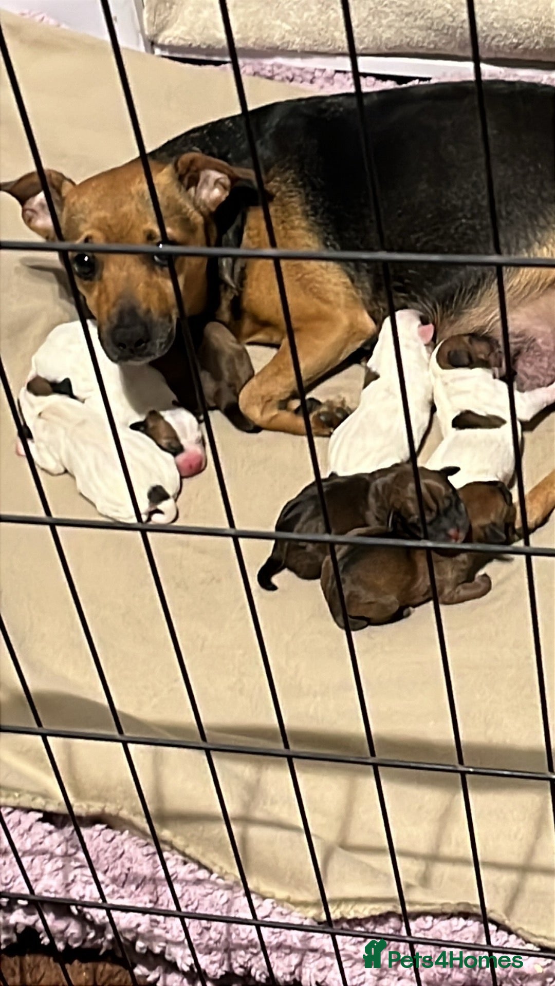 Mixed Breed dogs for sale: Jack Russell x parson Russell puos - Advert 9