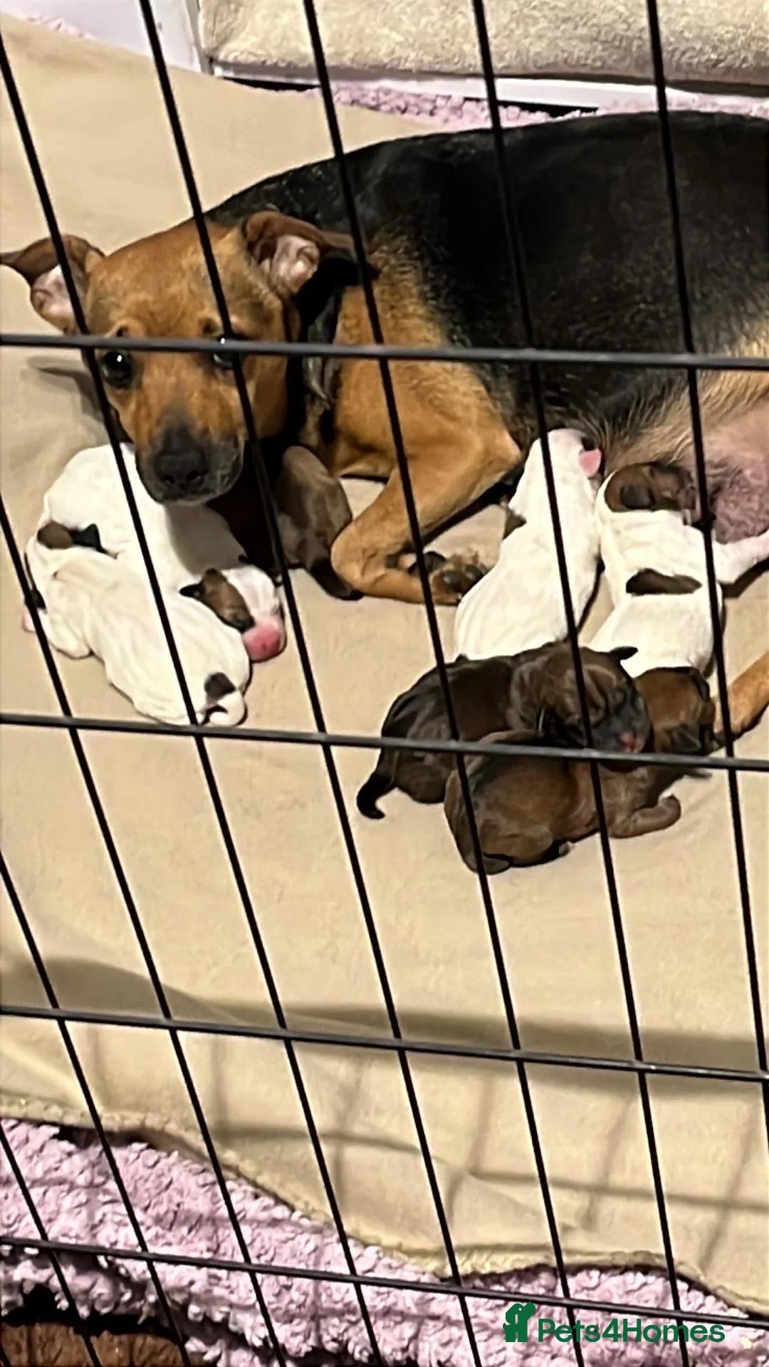Mixed Breed dogs for sale: Jack Russell x parson Russell puos - Advert 1