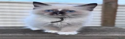 Ragdoll cats for sale: Ragkins ragdolls  and cherubims Kittens   - Advert 8