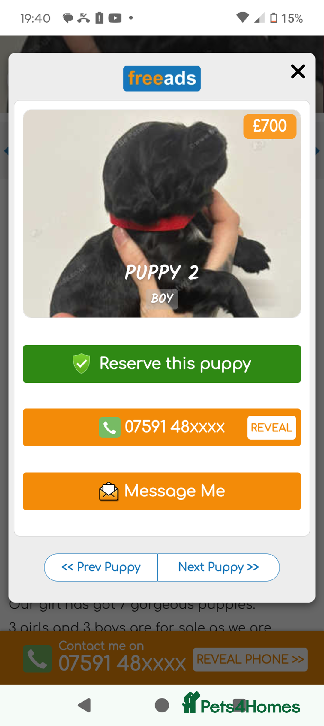 Cocker Spaniel dogs for sale: 4 Gorgeous working cocker spaniels  - Advert 1