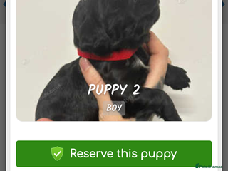 Cocker Spaniel dogs 4 Gorgeous working cocker spaniels - Advert 1