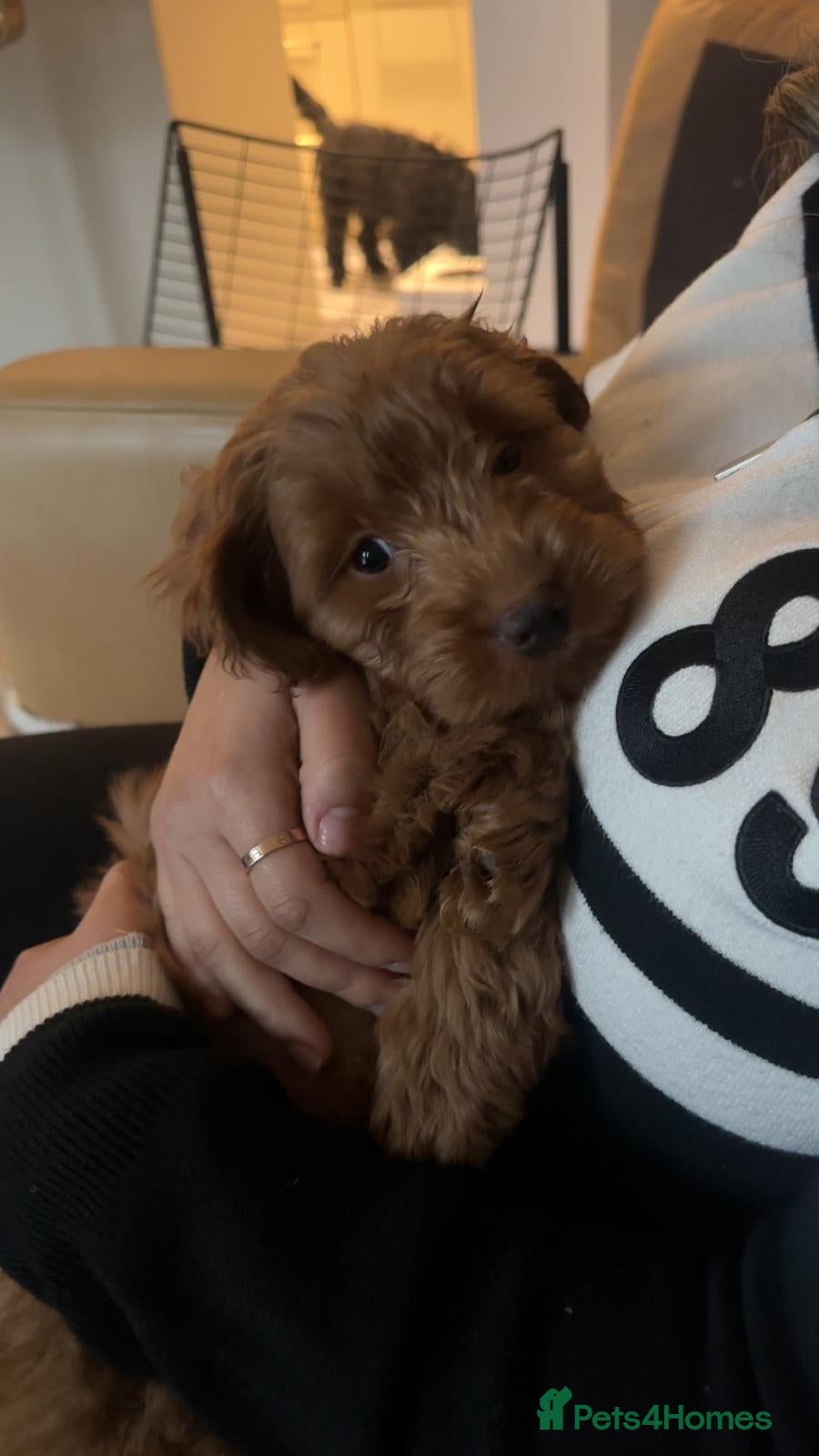 Cockapoo dogs 🐶 Cockapoo Puppy Looking for a Forever Home 🏡 - Advert 1