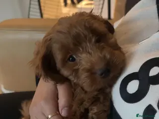 Cockapoo dogs 🐶 Cockapoo Puppy Looking for a Forever Home 🏡 - Advert 1