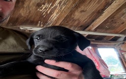 Labrador Retriever dogs for sale: Black Labrador Retriever Pups - Image 9
