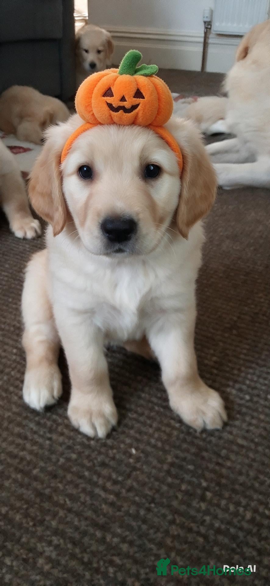 Mixed Breed dogs for sale: 8 weeks beautiful ciddle - Advert 1
