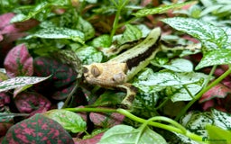 Lizard reptiles for sale: Mixture of Crested Geckos - Image 11