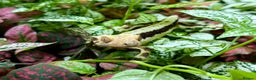 Lizard reptiles for sale: Mixture of Crested Geckos - Advert 11
