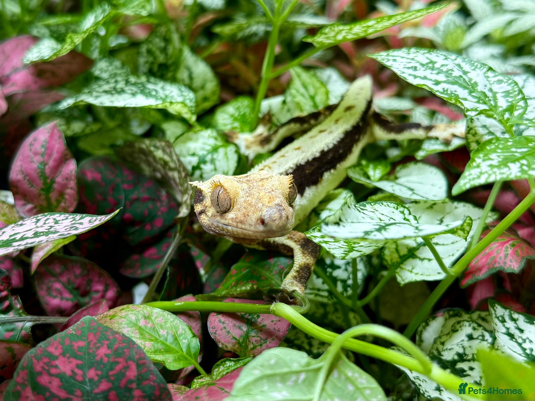 Lizard reptiles for sale: Mixture of Crested Geckos - Image 11
