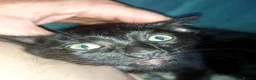 Mixed Breed cats for sale: Gingal Tuxedo black female left - Advert 5