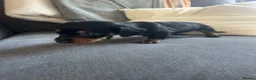 Dachshund dogs for sale: Beautiful dachshund puppies - Advert 3