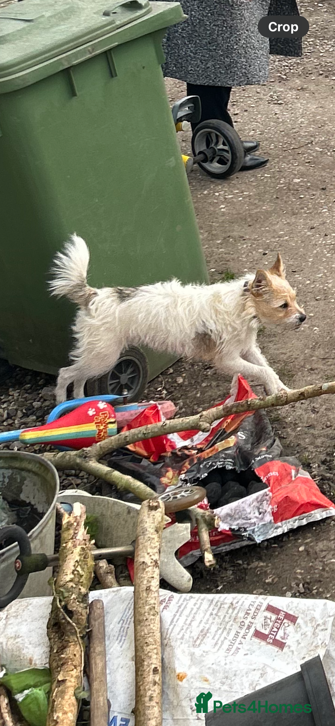 Mixed Breed dogs for sale: Six beautifully marked and coloured puppies  - Image 7
