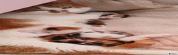 Mixed Breed cats for sale: Female calico kittens  - Advert 2