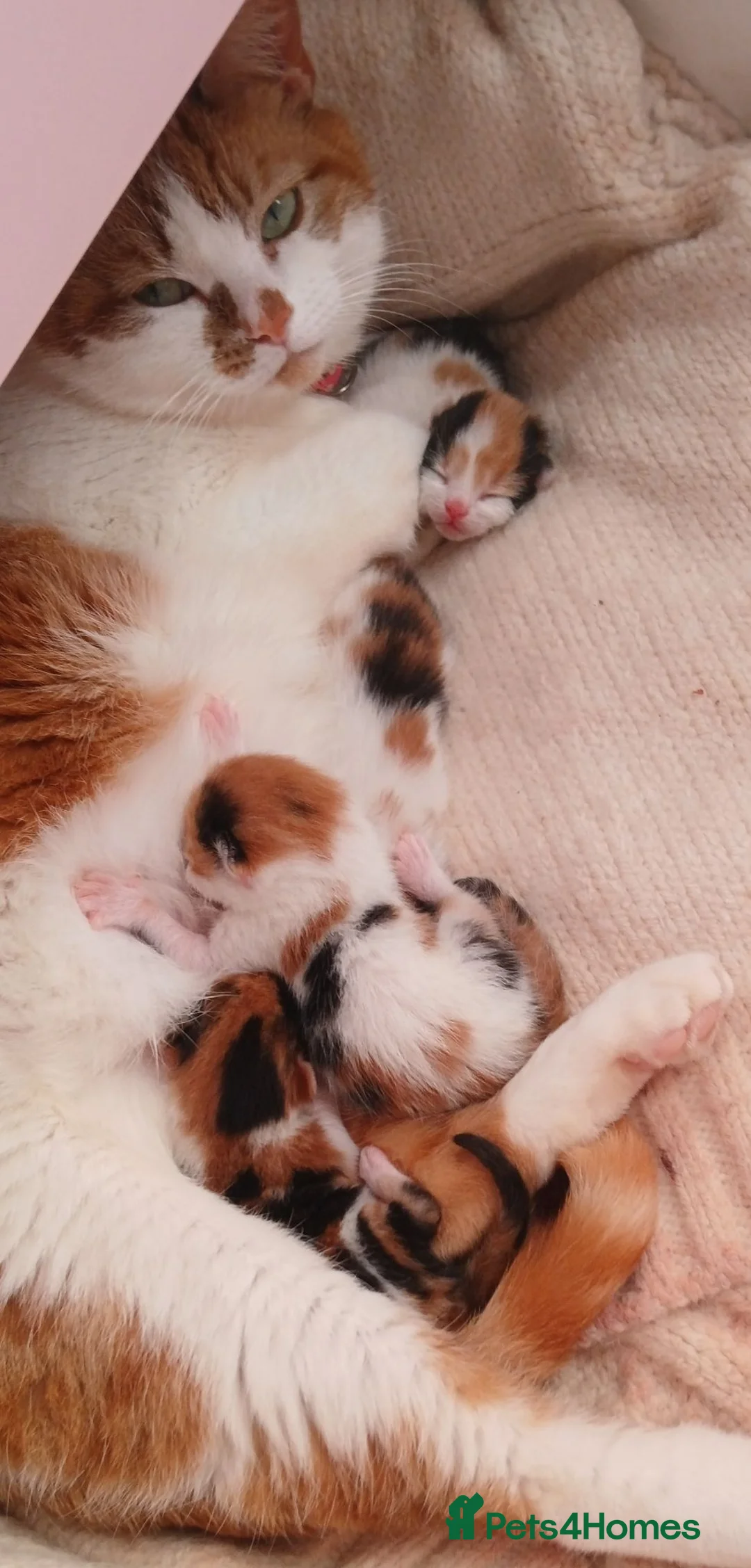 Mixed Breed cats for sale: Female calico kittens  - Advert 2