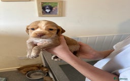 Cocker Spaniel dogs for sale: Kc cocker spaniels  - Image 19