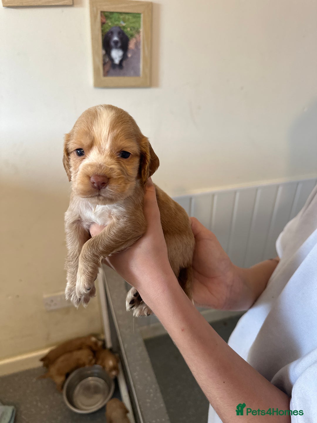 Cocker Spaniel dogs for sale: Kc cocker spaniels  - Image 19