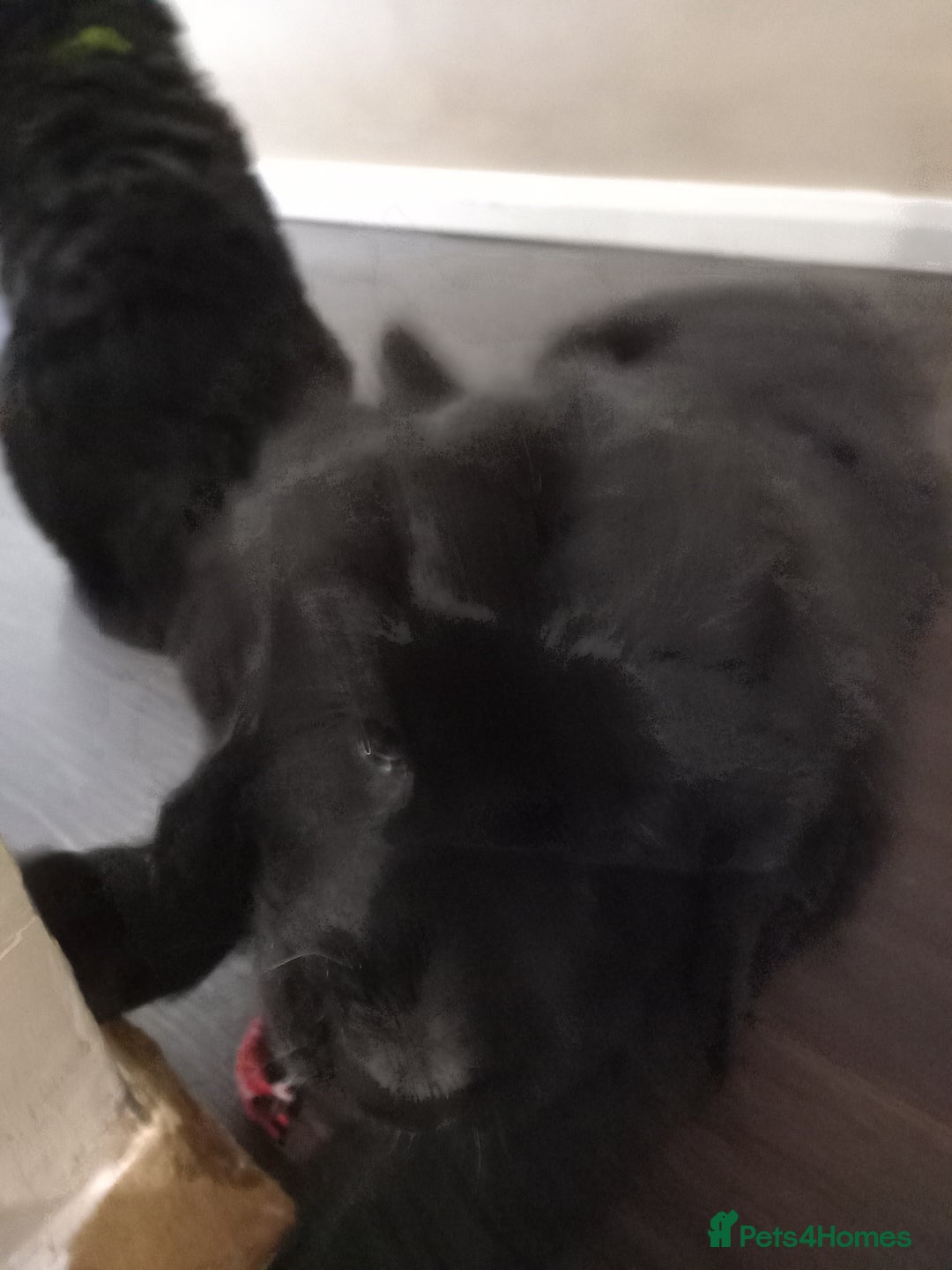 Mixed Breed dogs for sale: Golden Mountain Dog Pups - Advert 10