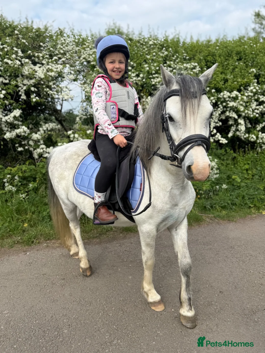 Welsh Section A horses for sale: Ideal first pony/LR - 5 year old gelding  in Rugby - Advert 2
