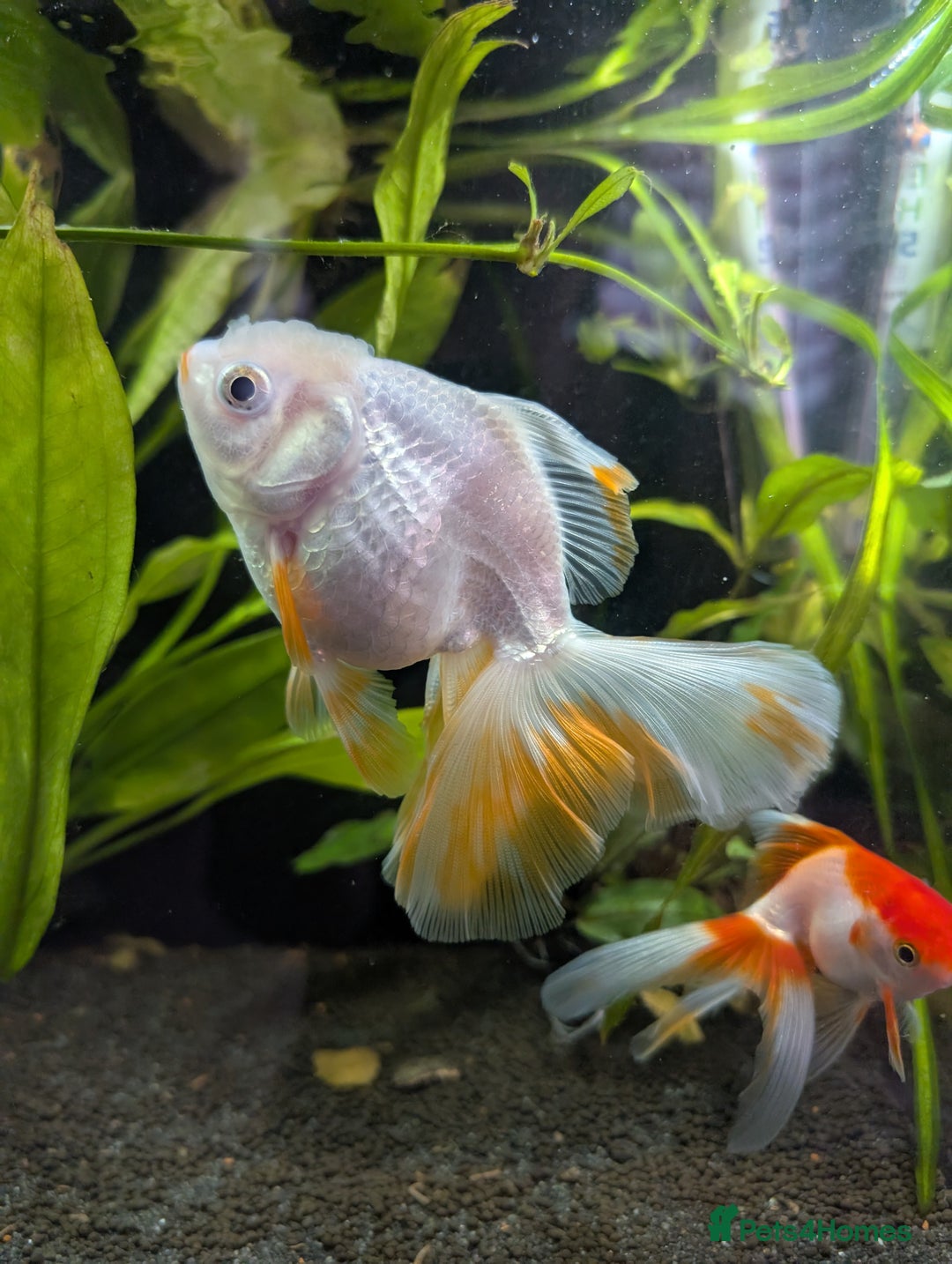 Fancy Goldfish fish for sale: Ryukin gold fish and mixed gold fish - Image 2