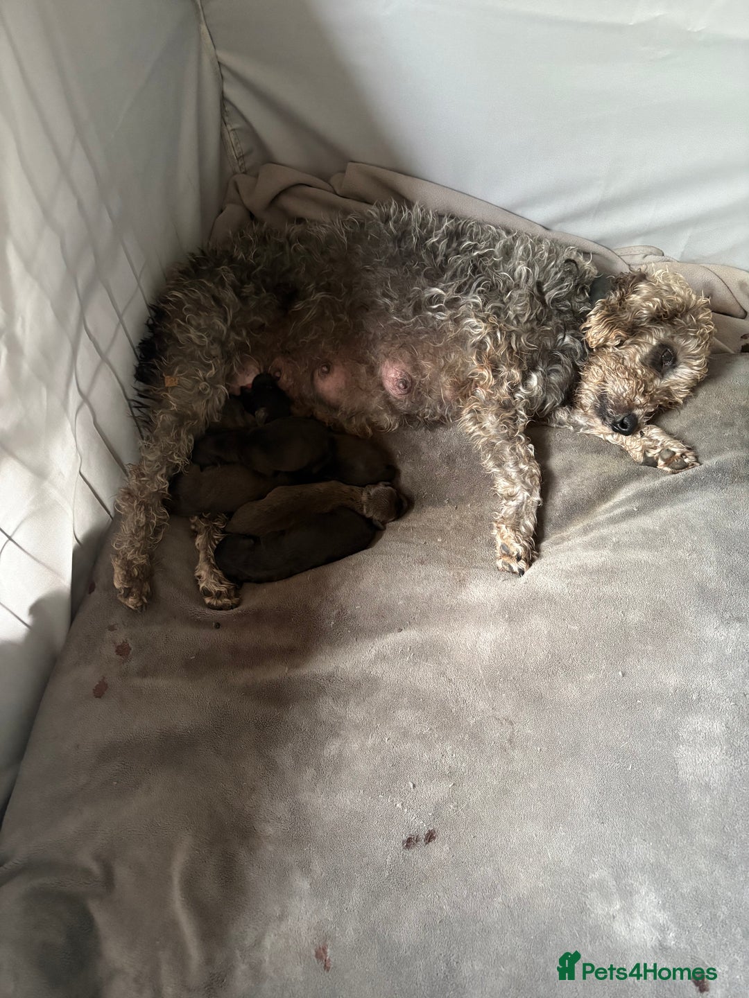 Mixed Breed dogs for sale: Bedlington x whippet puppies - Image 9