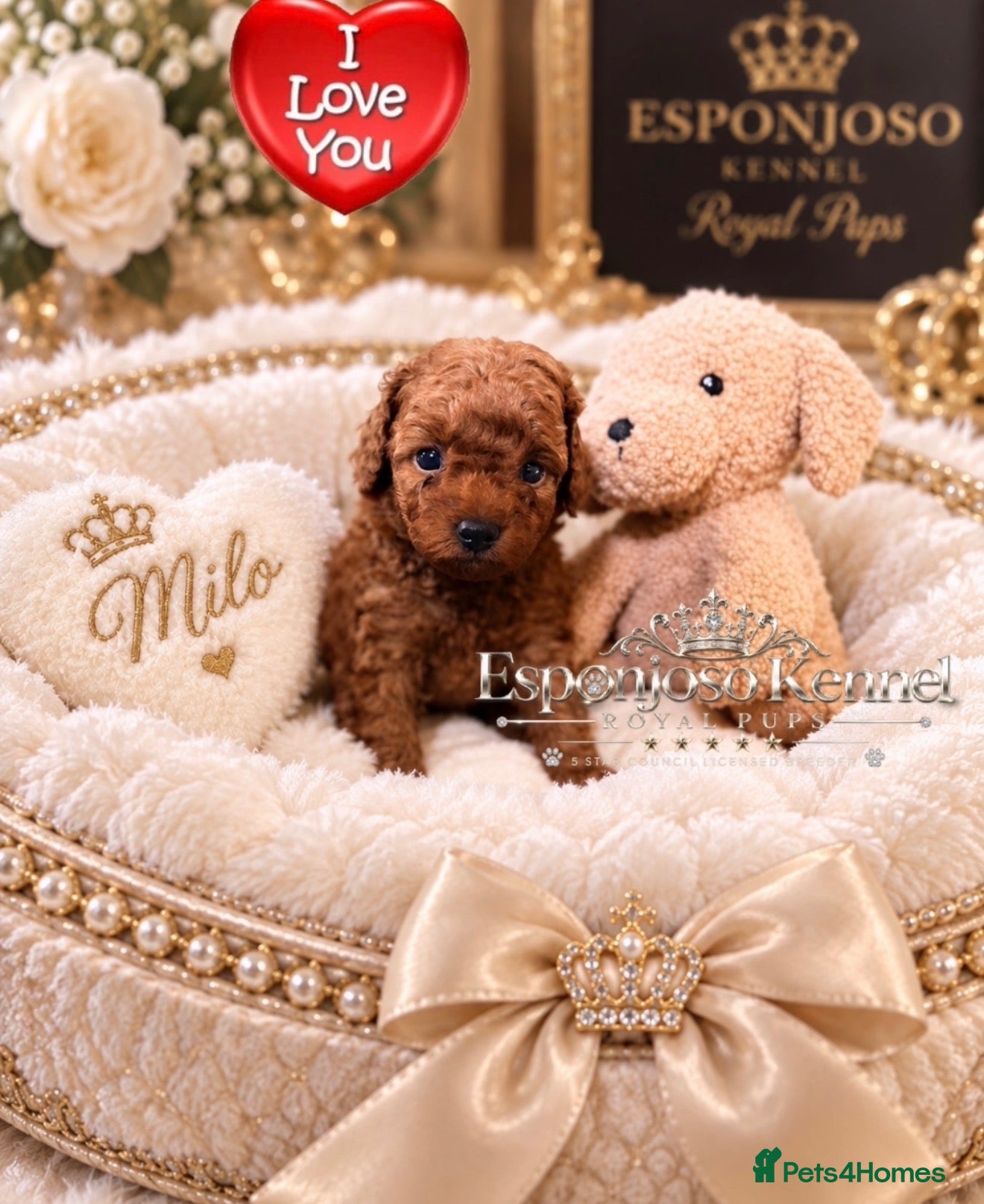 Toy Poodle dogs 5⭐️licensed ESPONJOSO tiny Half Asian Toy Poodle👑 - Advert 2