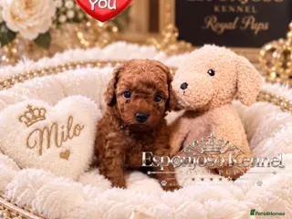 Toy Poodle dogs 5⭐️licensed ESPONJOSO tiny Half Asian Toy Poodle👑 - Advert 2