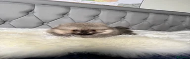 Pomeranian 4