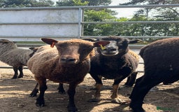 Sheep livestock for sale: Various Shetland Sheep for sale - Image 1
