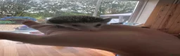 Pygmy Hedgehog rodents for sale: 8 week old pygmy Hedgehogs - Advert 3