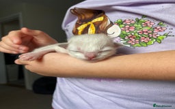 Ragdoll cats for sale: 6 ragdoll kittens  - Image 6