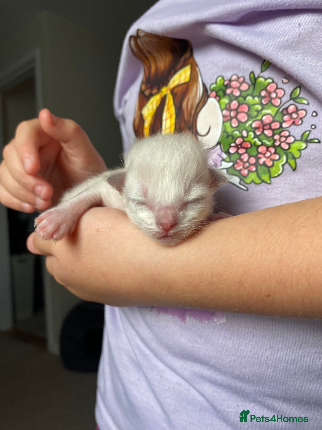 Ragdoll cats for sale: 6 ragdoll kittens  - Image 6