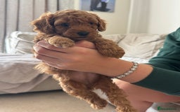 Toy Poodle dogs for sale: Toy poodles deep red. 2 - Image 15