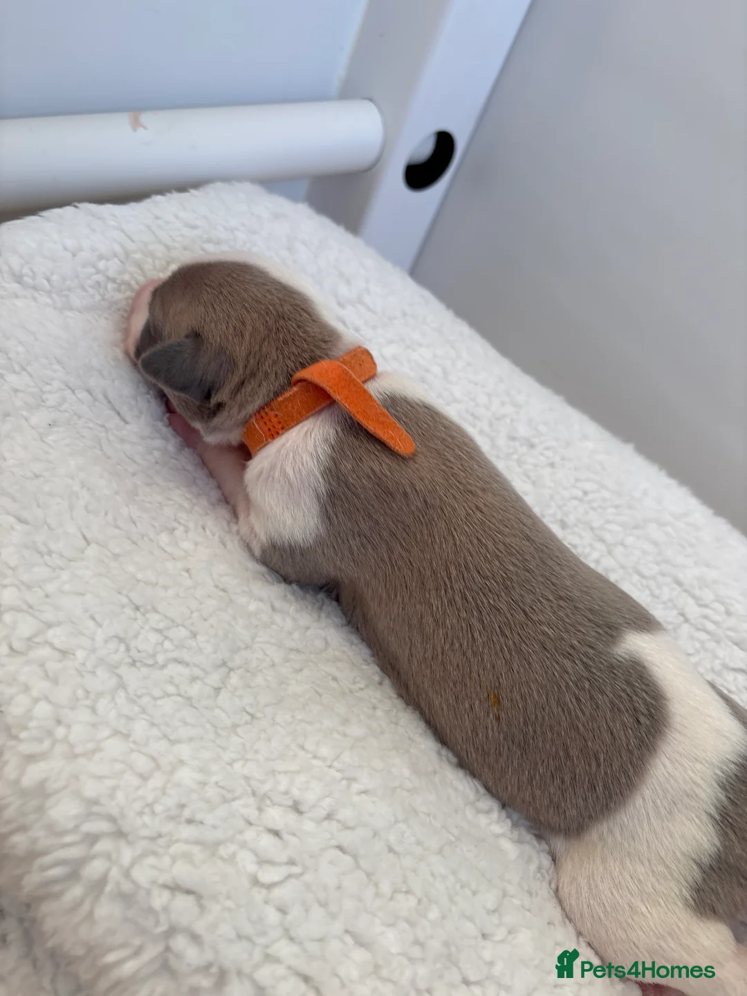 Whippet dogs for sale: 🌟 quality KC whippet pups 🌟 - Advert 8