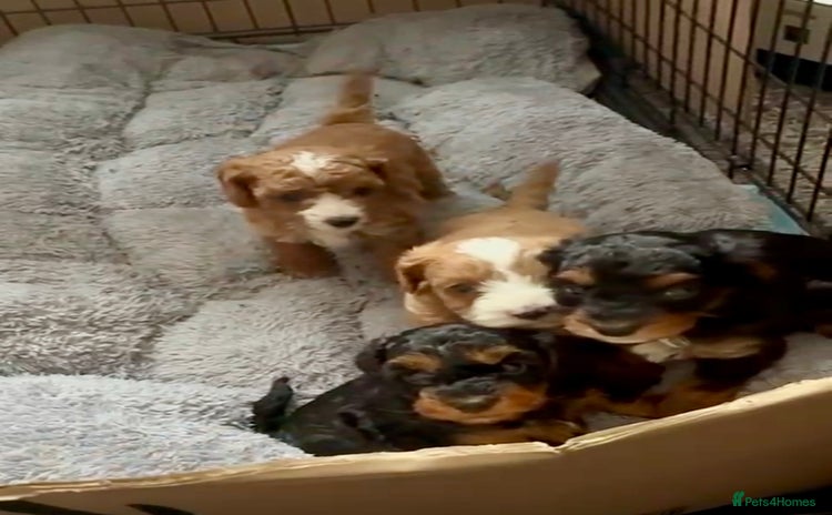 Cavapoo dogs - Advert 16