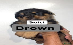 Rottweiler dogs for sale: 11 Chucky Rottweiler puppies for sale  - Image 21