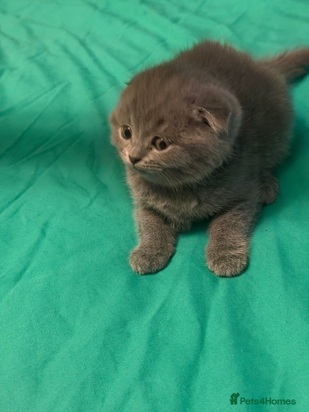 Scottish Fold cats for sale: Scottish fold kittens - Advert 29