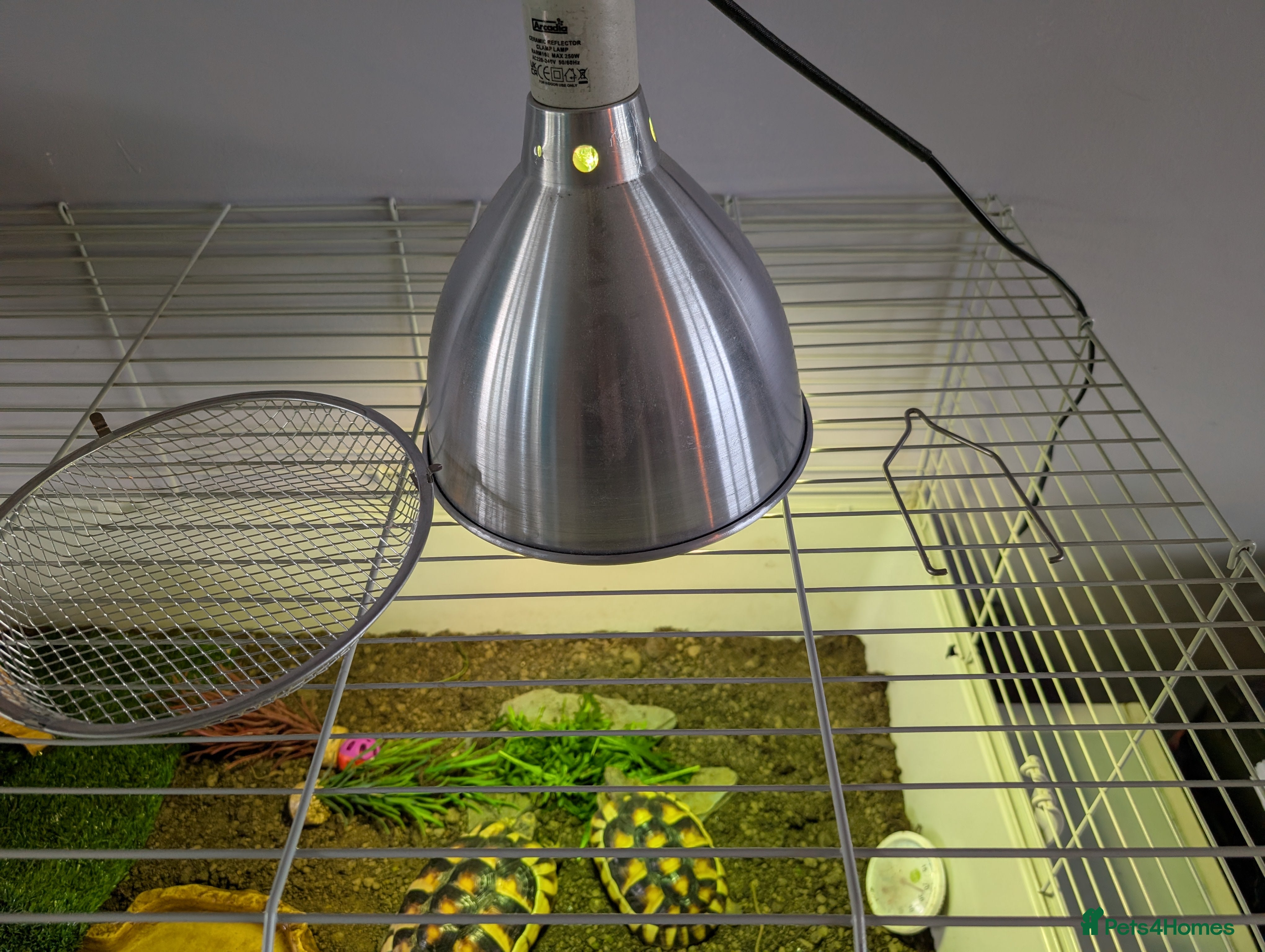 Hermann Tortoise reptiles hermann tortoise  in Bath - Advert 16