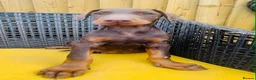 Dobermann dogs for sale: Beautiful family dobermans * 2 boys ready to go* - Advert 18