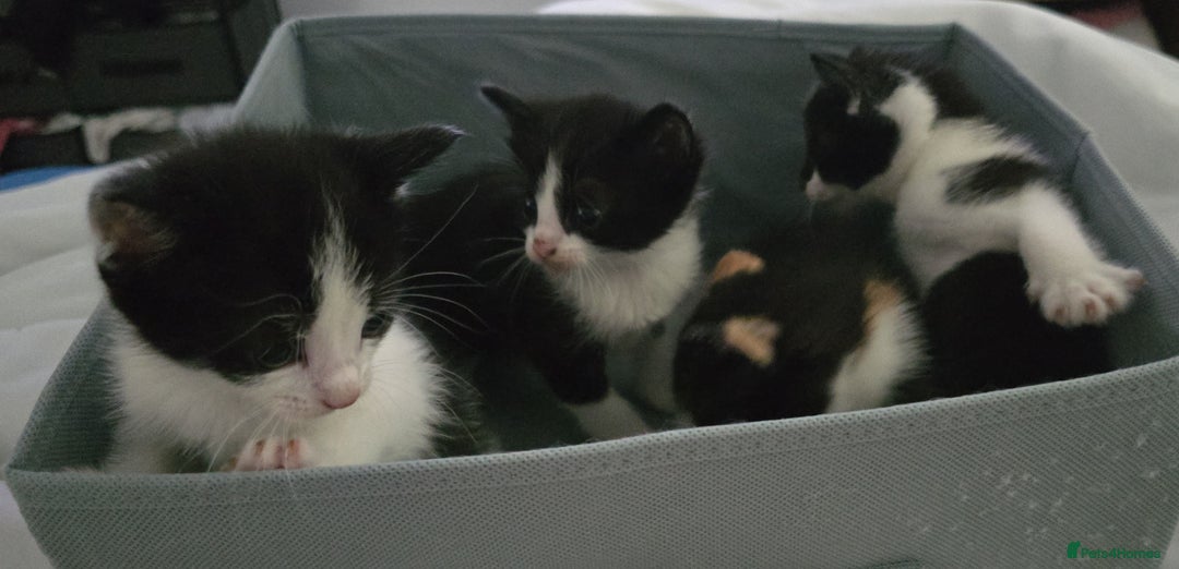 Mixed Breed cats for sale: 3 black and white boy kittens for sale  - Image 1