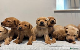 Labrador Retriever dogs for sale: Beautiful fox red puppies  - Image 2