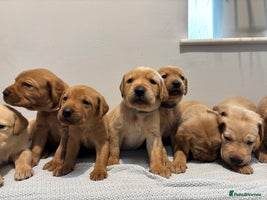 Labrador Retriever dogs - Advert 2