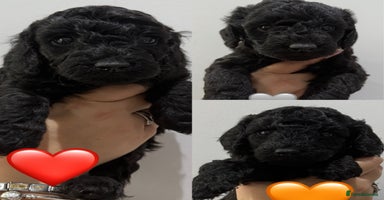 Labradoodle dogs - Advert 15