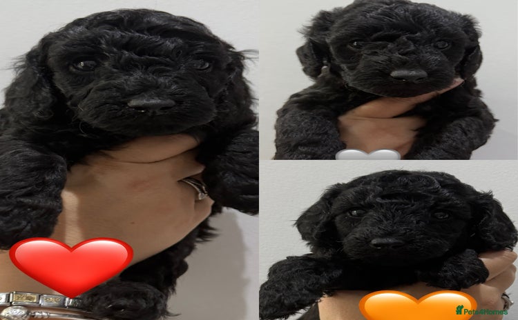 Labradoodle dogs - Advert 1