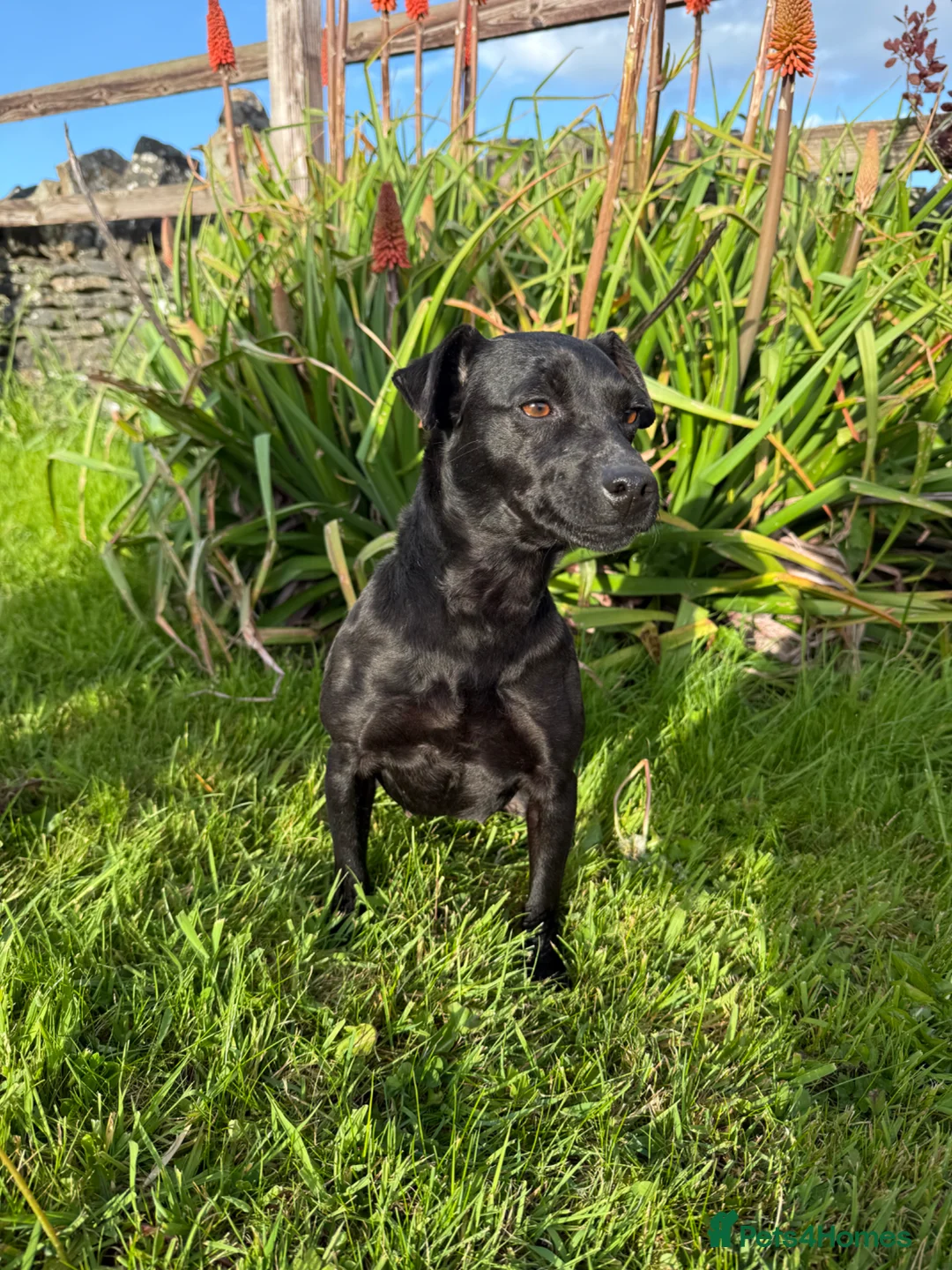 Patterdale Terrier dogs for sale: Patterdale terrier in Winscombe - Advert 1