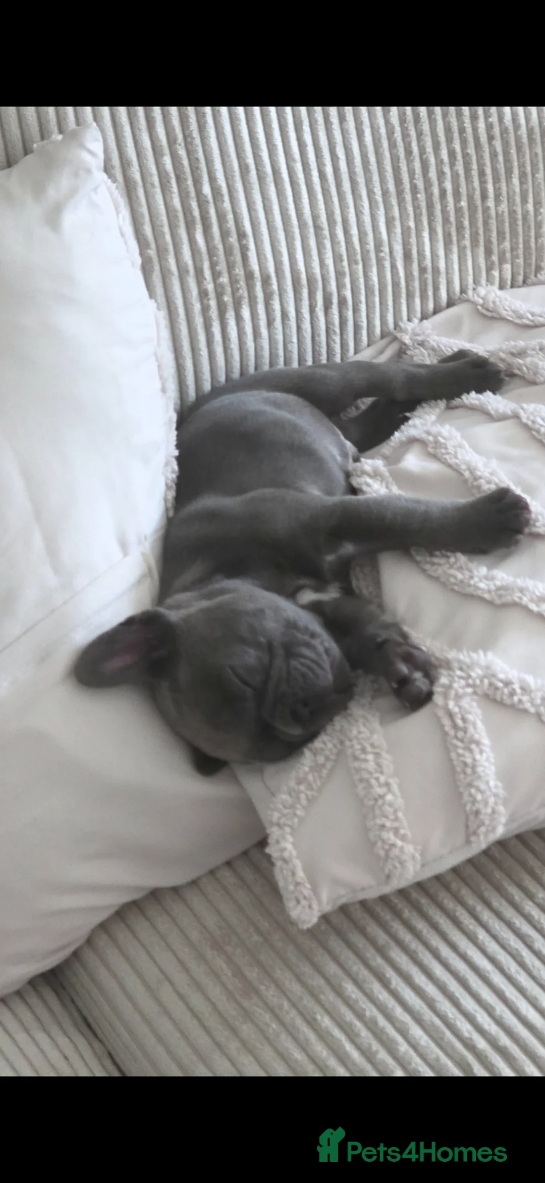 French Bulldog dogs for sale: French bulldog puppy - Advert 2
